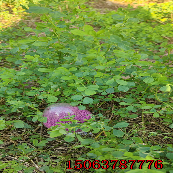 紫花苜蓿草籽能做种子吗