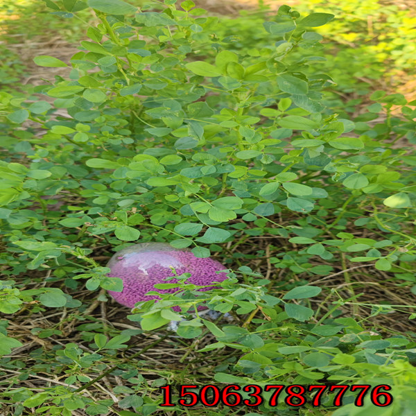 苜蓿草籽朝阳哪里有卖