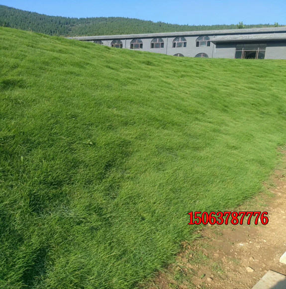 播种护坡草需要注意哪些问题？