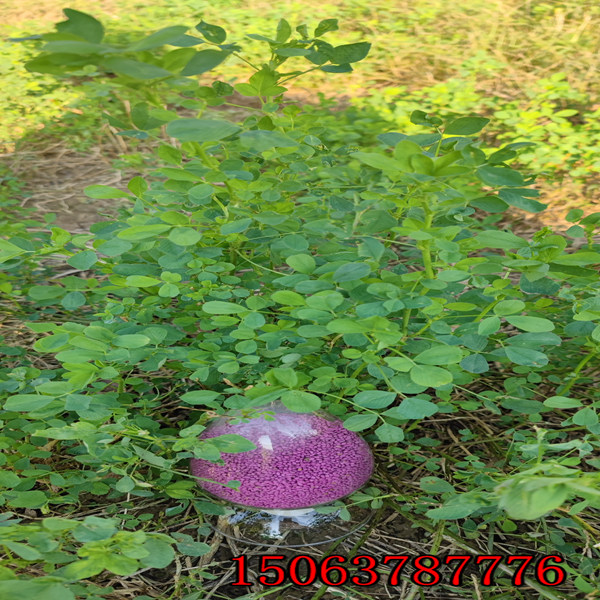 多年生紫花苜蓿草籽