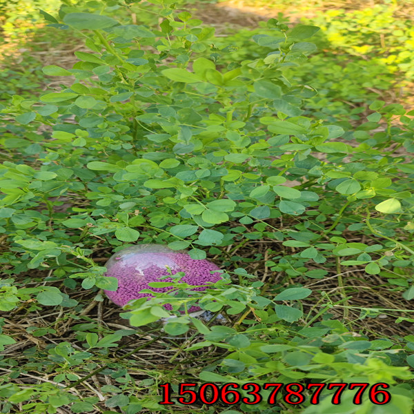 苜蓿草籽多少钱