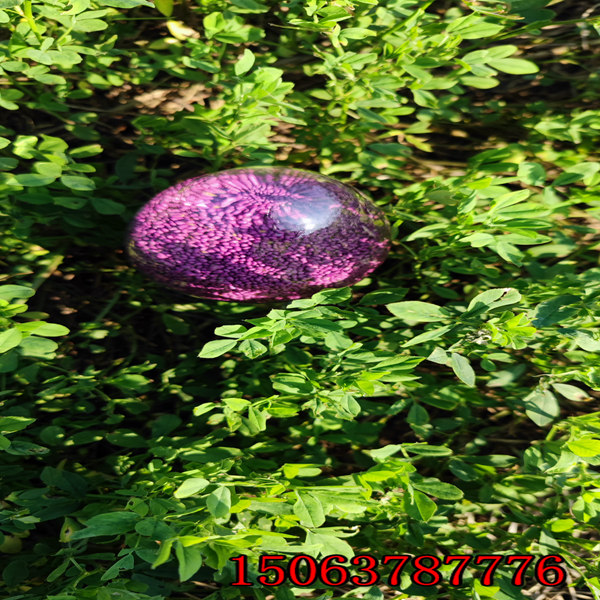 紫花苜蓿草籽是什么样的