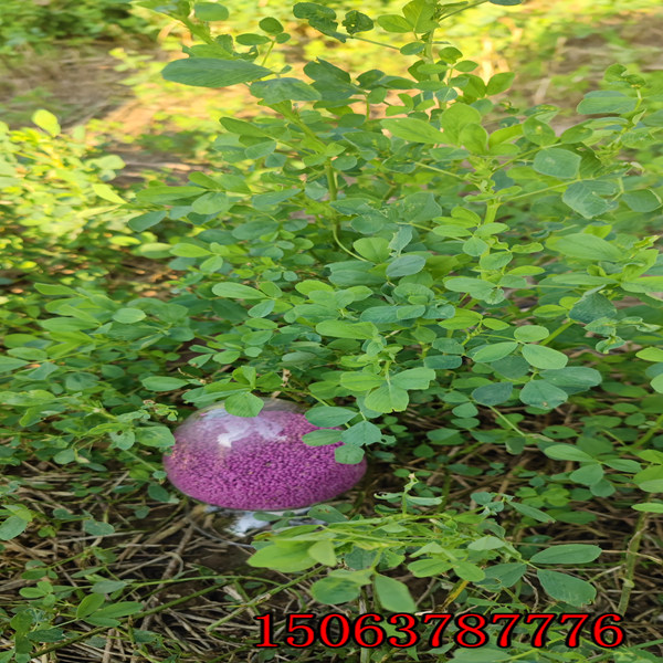 如何种苜蓿草籽