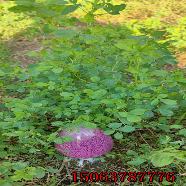 包头市哪买苜蓿草籽