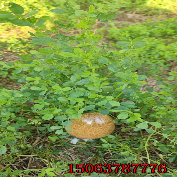 苜蓿草草籽多少钱一斤