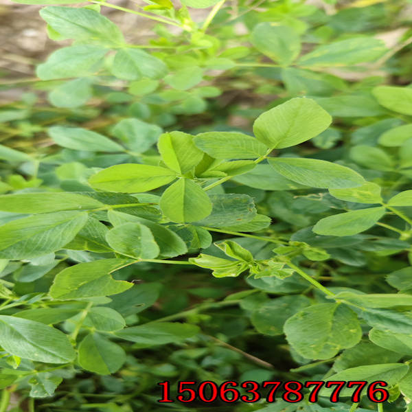 苜蓿草籽每亩下种