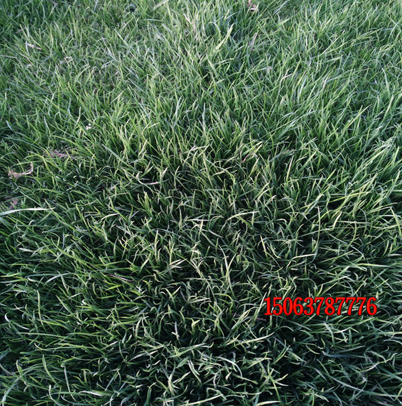 北方护坡适合种植什么草？