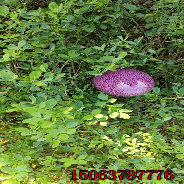 食用苜蓿草草籽价格