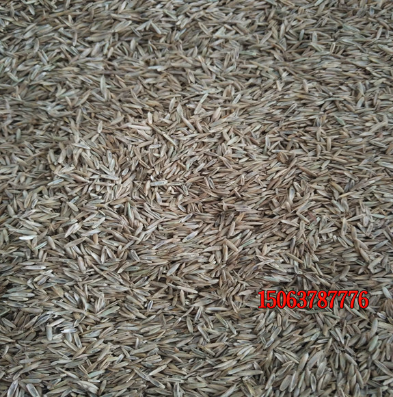 草坪种子怎么种植发芽？