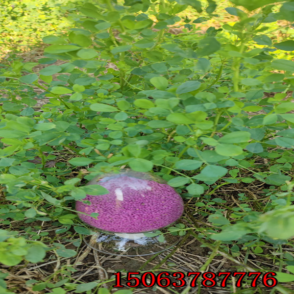 苜蓿草籽儿哪有卖的