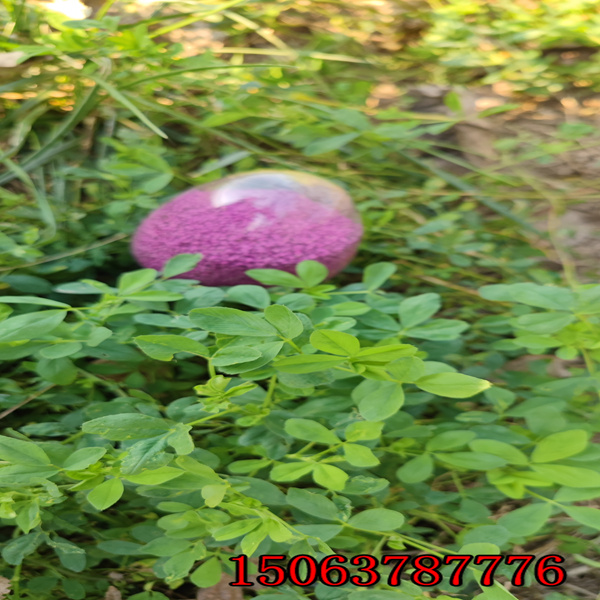 一公斤苜蓿草籽播种多少亩