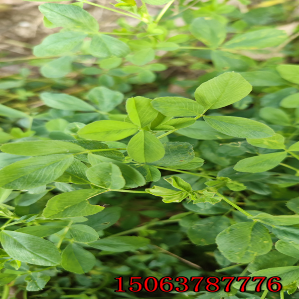 一公斤苜蓿草籽播种多少亩