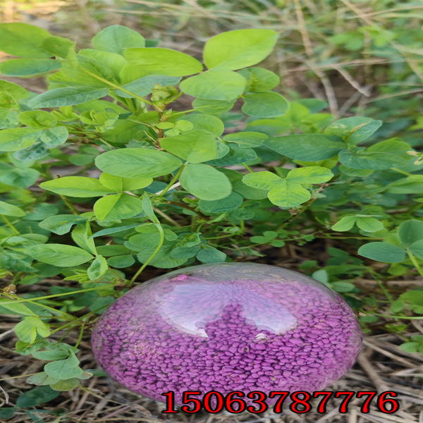 一亩地需要多少苜蓿草籽