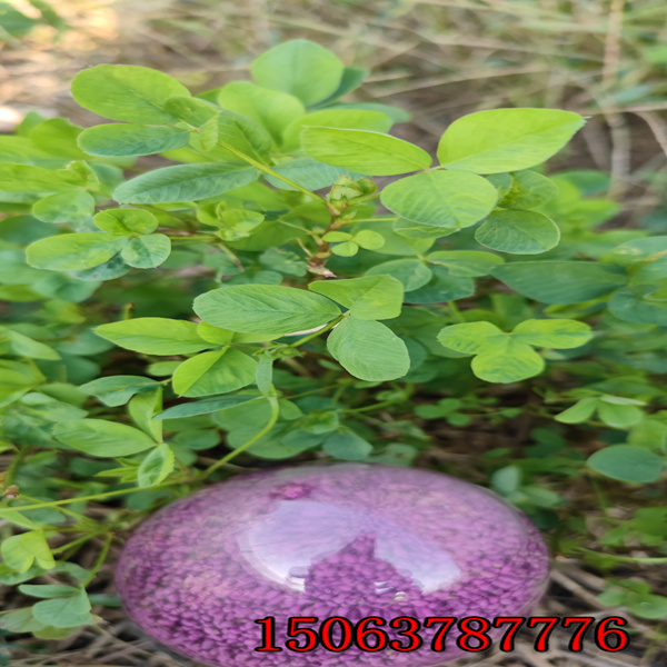 ***的苜蓿草籽价格
