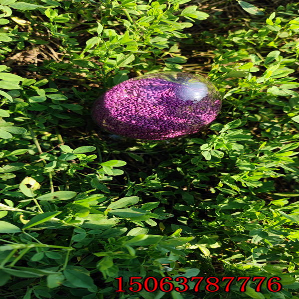 紫花苜蓿草籽能够做种子