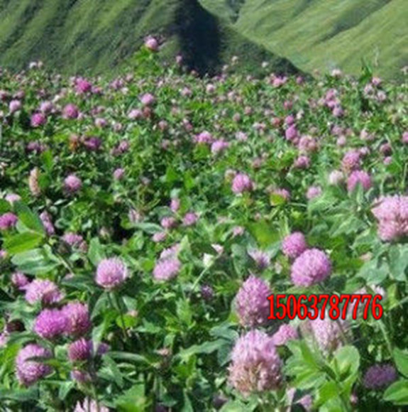 冬天草坪种子几天发芽？