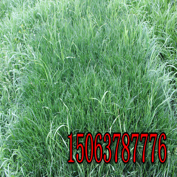 黑麦草草种厂家