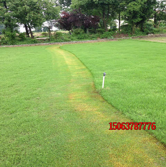 庭院种植矮生草坪种子哪种比较好？