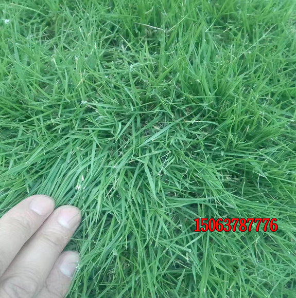 绿化草坪种子如何种植？