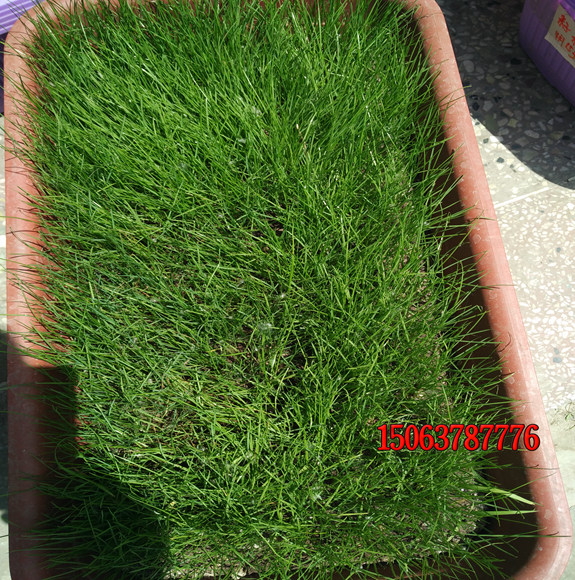 农村院子适合种植什么草坪种子？