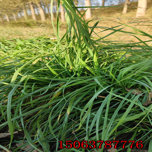 广东黑麦草草种价格是多少