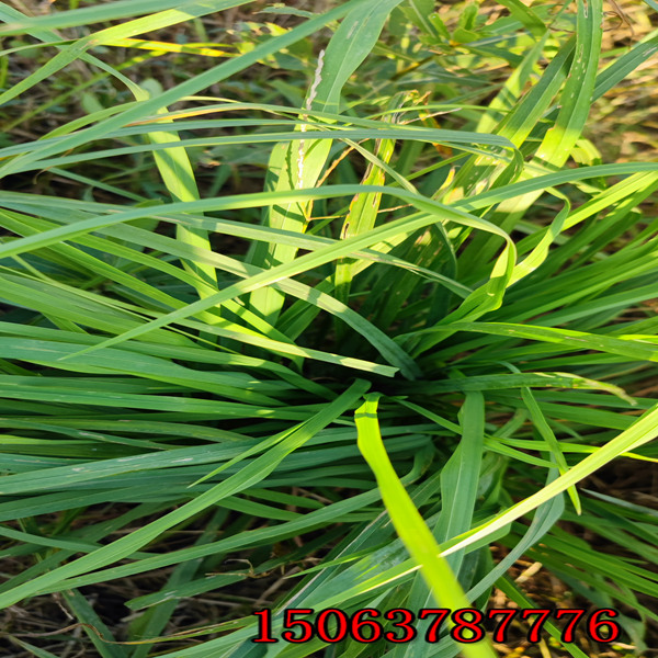 河口黑麦草草种厂哪家好