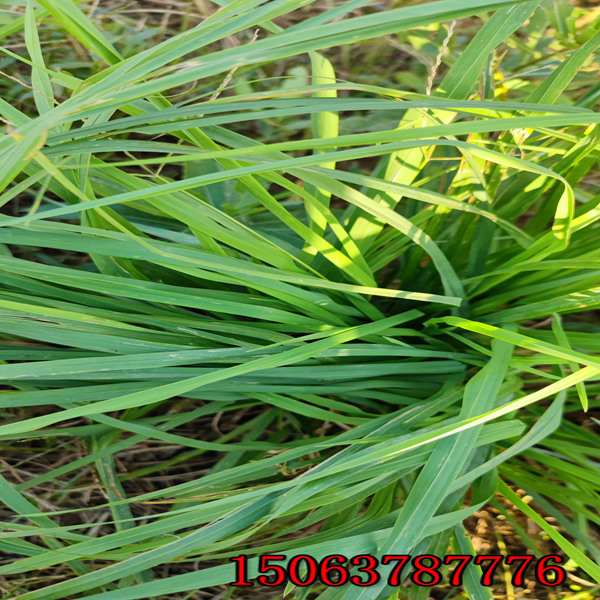 黑麦草草种品种哪家好