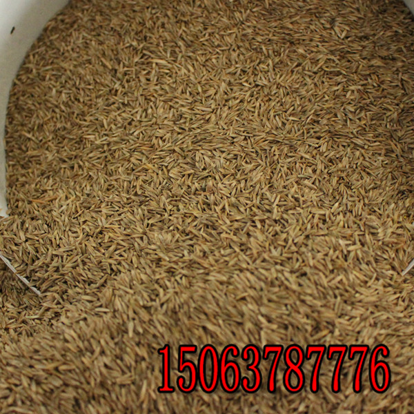 黑麦草草种每平方的用量