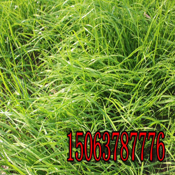 黑麦草草种每平方用量多少