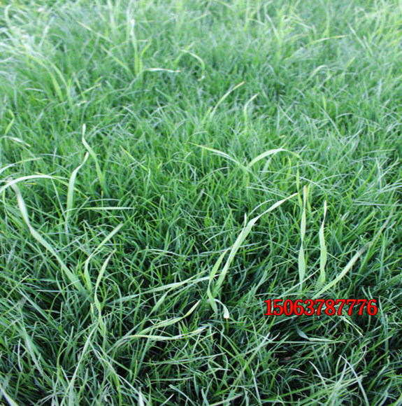 庭院内种植什么草坪品种比较好？