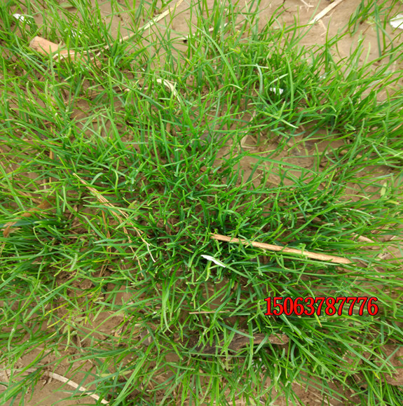 适合在院子里种植的草坪有哪些？