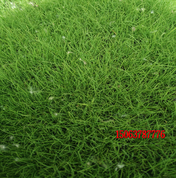 哪些品种的草坪恢复能力比较好？