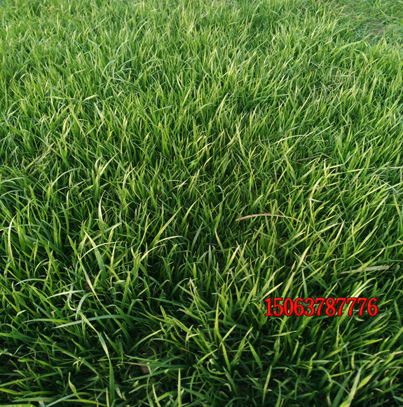北方庭院适合种植什么草坪？