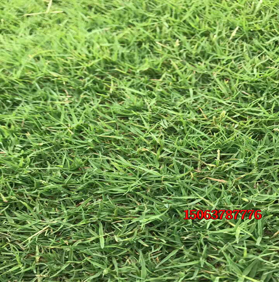 适合北方种子的草坪种子有哪些？
