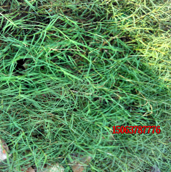 百慕大草坪草种子价格多少钱一斤？