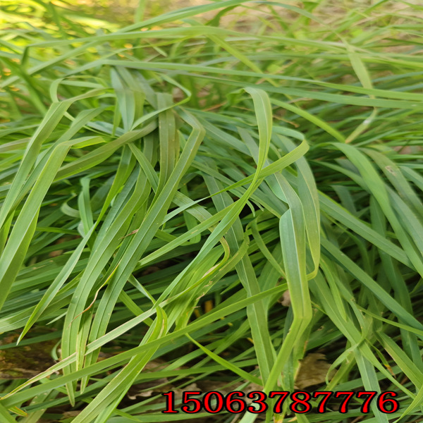 多年生黑麦草草种价格