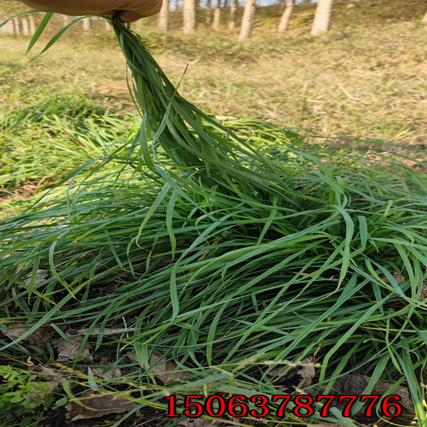 黑麦草草种有哪些呢