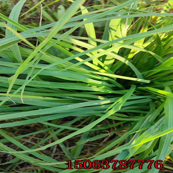 春季播撒黑麦草草种怎么买