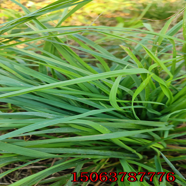 春季播撒黑麦草草种怎么买