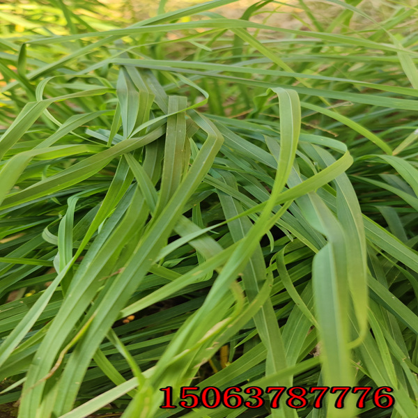 黑麦草草种的报价是多少