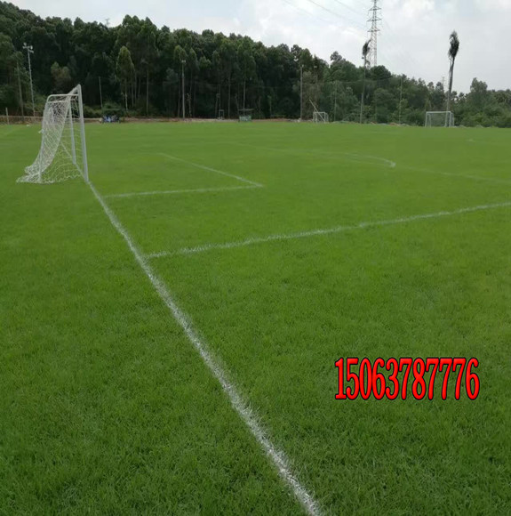 如何选择合适的草坪品种？