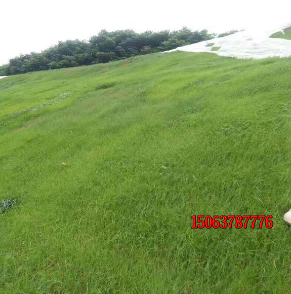 草坪种子多久能长成草坪？