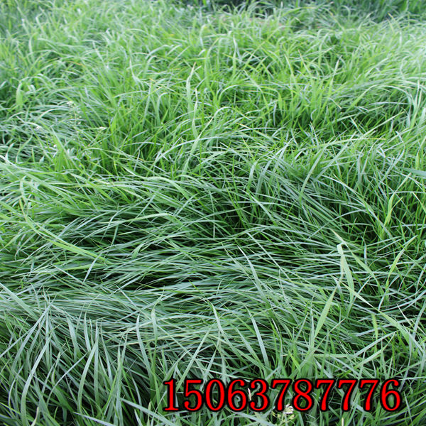 黑麦草草种什么价格呢