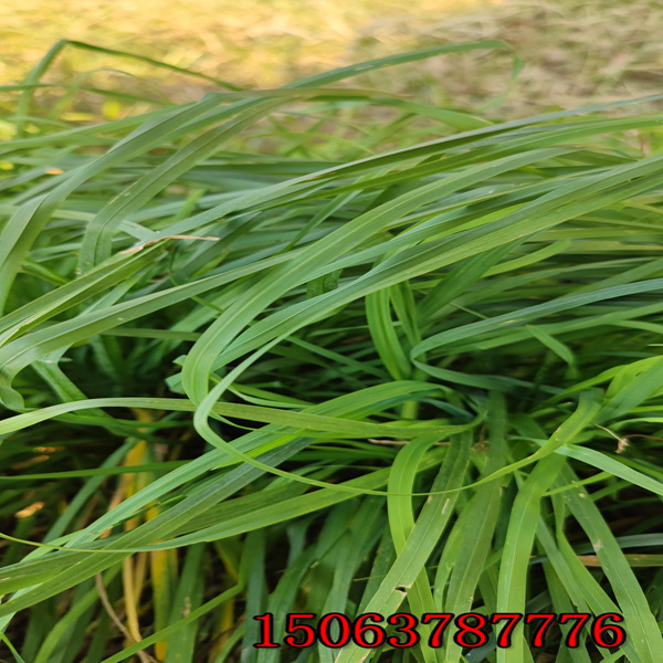 乌鲁木齐黑麦草草种价格是多少