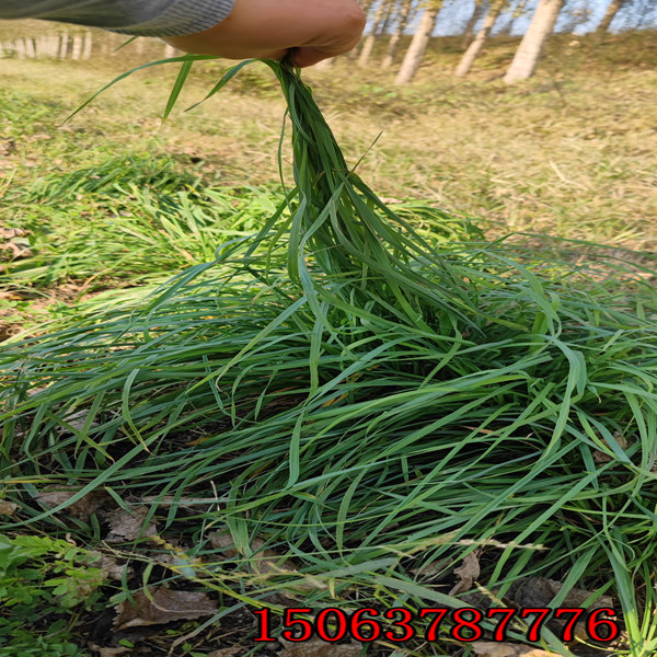 黑麦草草种价格黑麦草草种价格多少