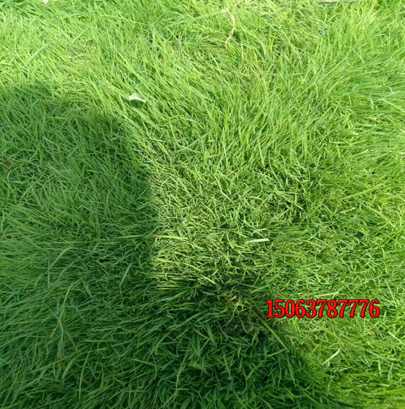 每平方草坪撒多少种子？