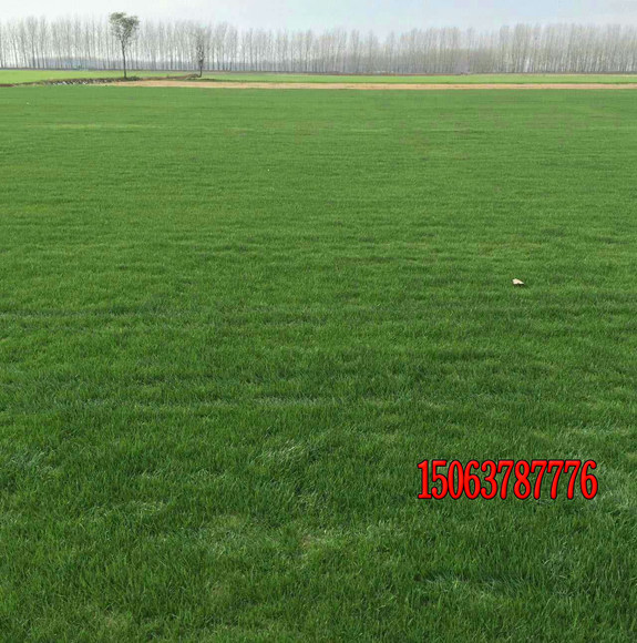 草坪种子一斤播多少平米？