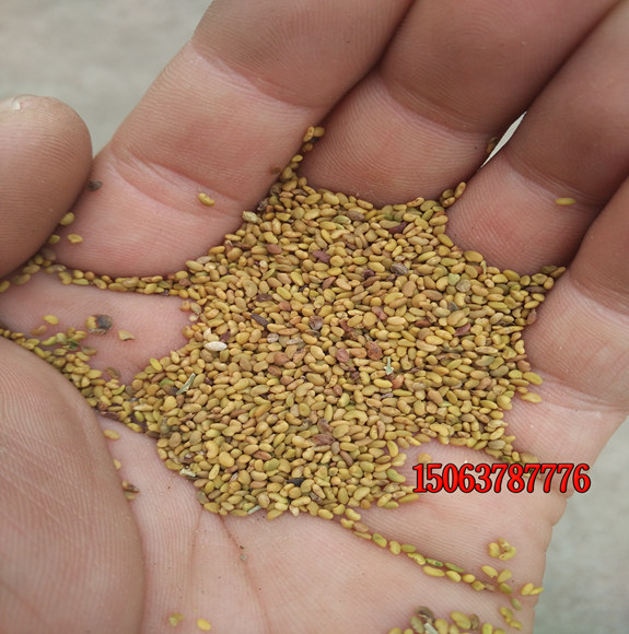 草坪种子一般选什么品种？