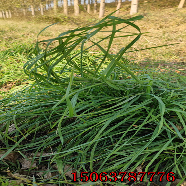 黑麦草草籽牌子