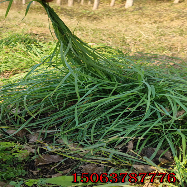 贵州黑麦草草籽